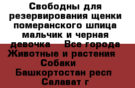 Свободны для резервирования щенки померанского шпица мальчик и черная девочка  - Все города Животные и растения » Собаки   . Башкортостан респ.,Салават г.